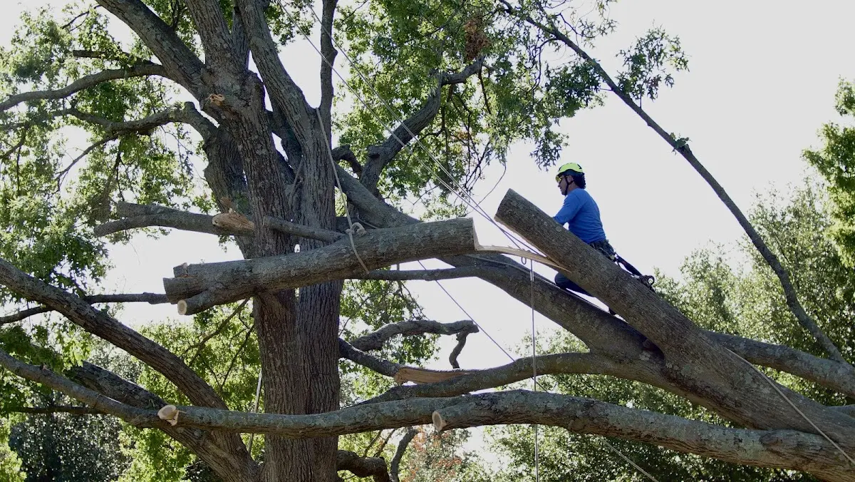 Professional Hazardous Tree Removal performed by certified arborists in Brookline